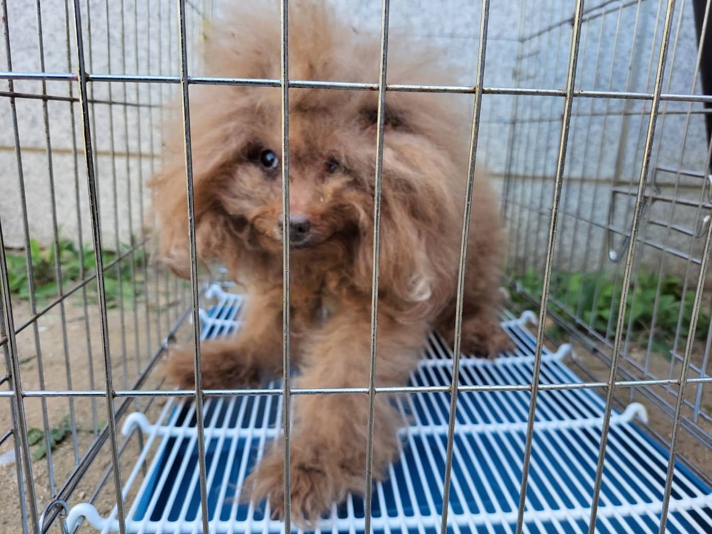 갈색 푸들, 수컷 · 8살 추정 · 3.3kg