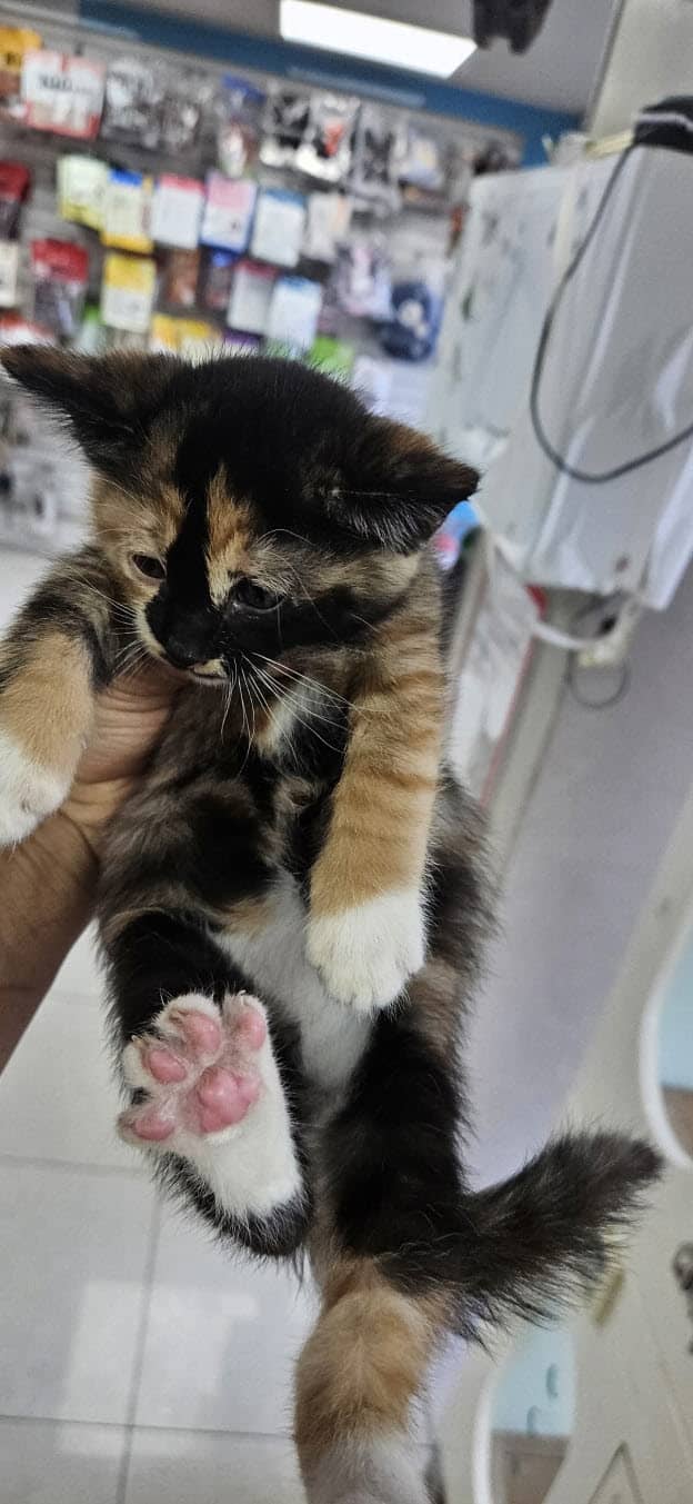 검정·갈색·흰색 한국 고양이, 암컷 · 생후 2개월 미만 · 0.5kg