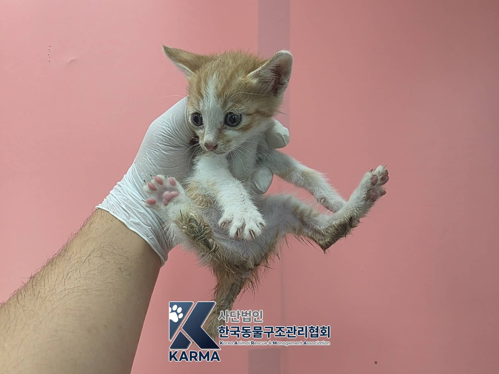 레몬색·흰색 한국 고양이, 암컷 · 생후 2개월 미만 · 0.25kg