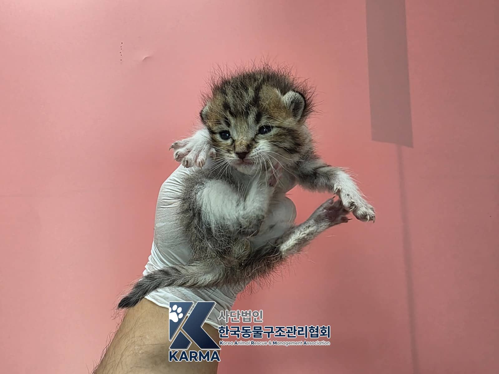 평행·전체·부분줄무늬 한국 고양이, 수컷 · 생후 2개월 미만 · 0.17kg