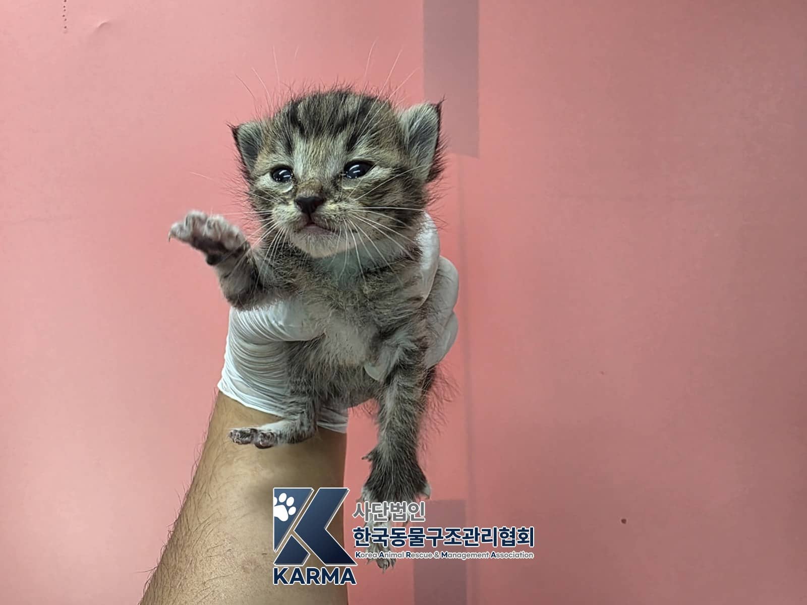 평행·전체·부분줄무늬 한국 고양이, 암컷 · 생후 2개월 미만 · 0.13kg