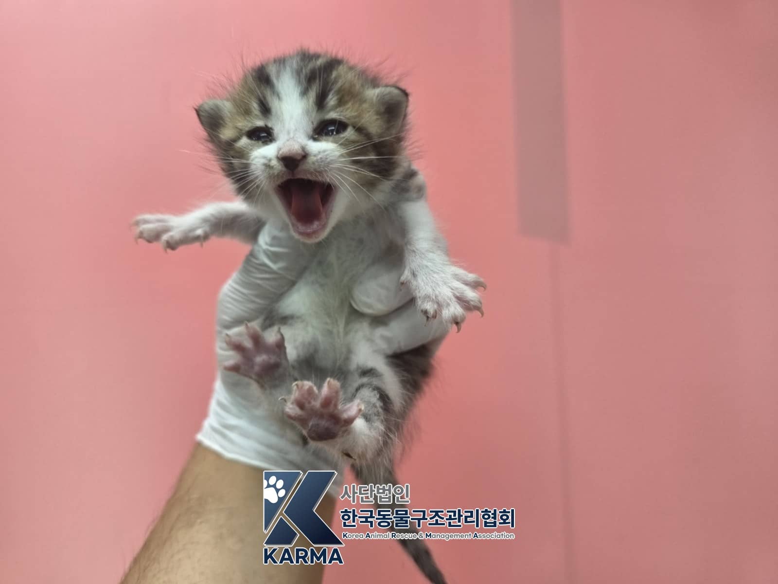 평행·전체·부분줄무늬 한국 고양이, 암컷 · 생후 2개월 미만 · 0.16kg