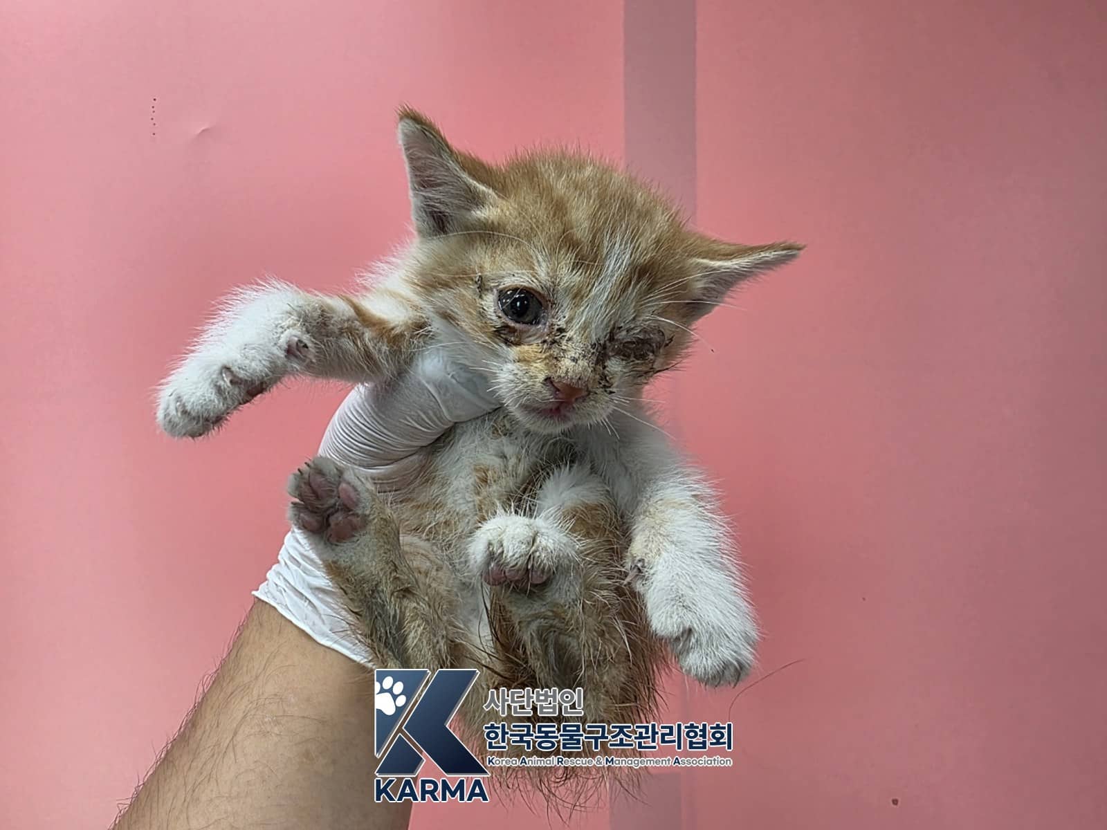 레몬색·흰색 한국 고양이, 암컷 · 생후 2개월 미만 · 0.3kg