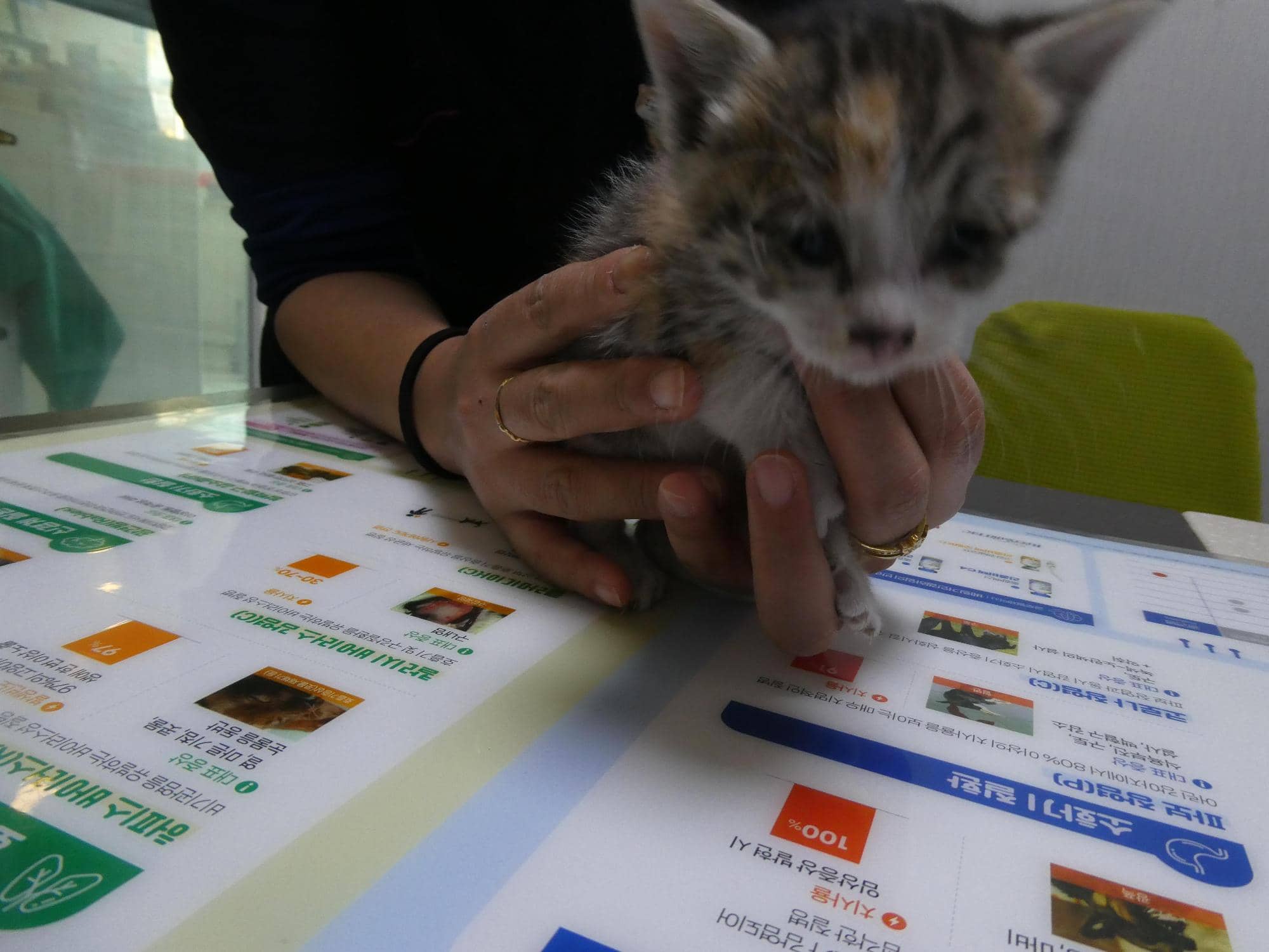 검은색흰색황토색 한국 고양이, 암컷 · 생후 2개월 미만 · 0.38kg