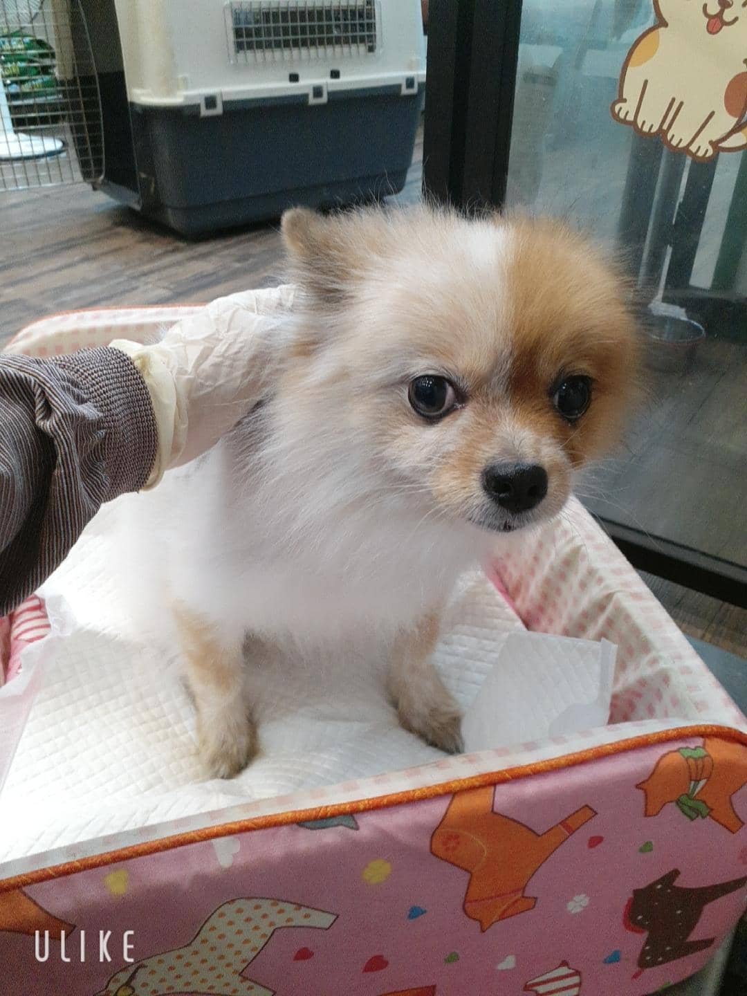 갈색·흰색 믹스견, 암컷 · 10살 추정 · 5.4kg