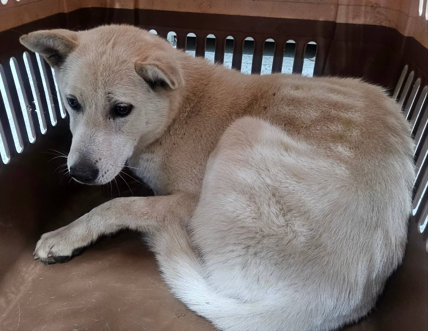 흰색 믹스견, 암컷 · 2살 추정 · 17kg