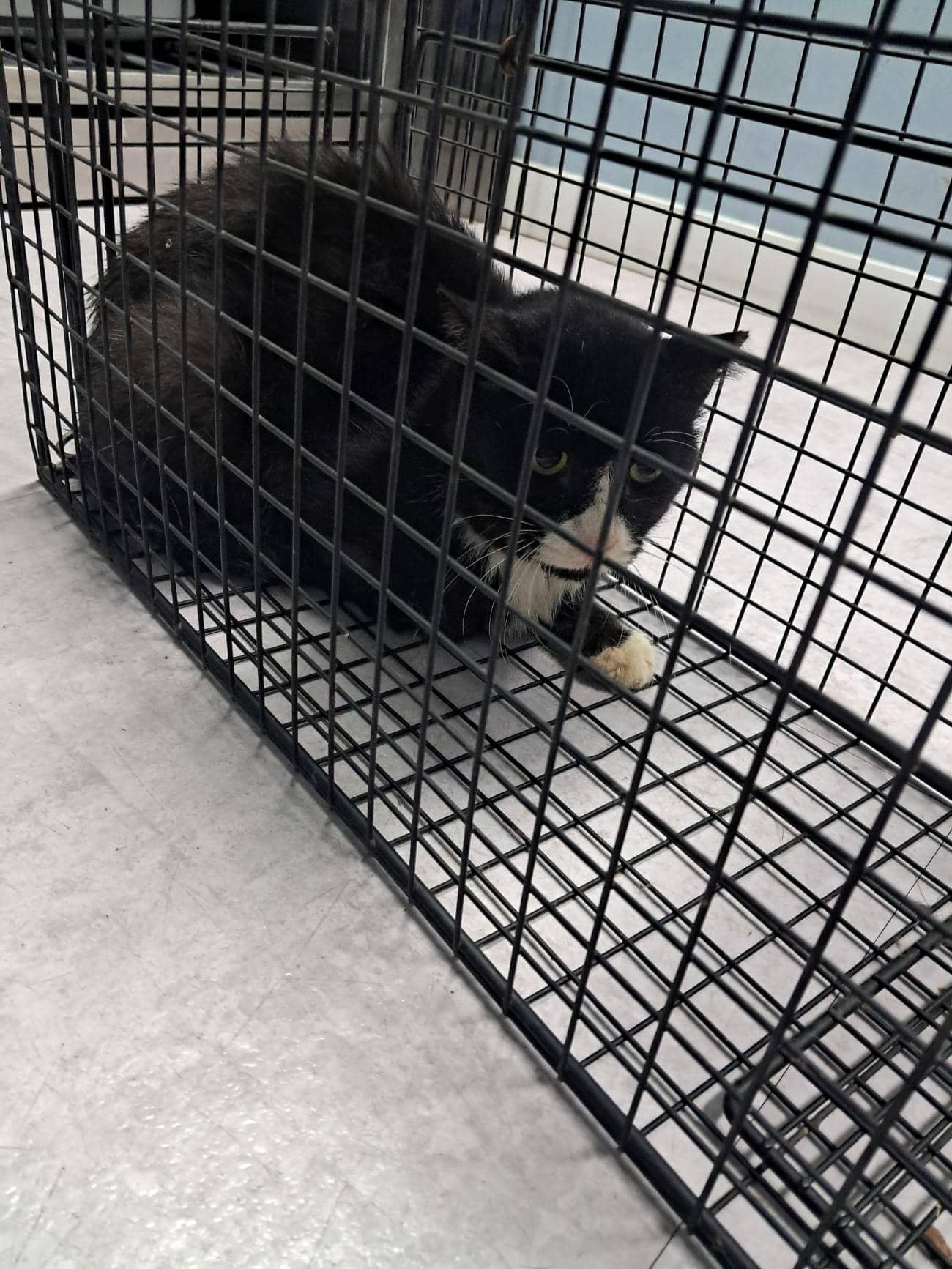 검정·흰색 한국 고양이, 수컷 · 2살 추정 · 2.5kg
