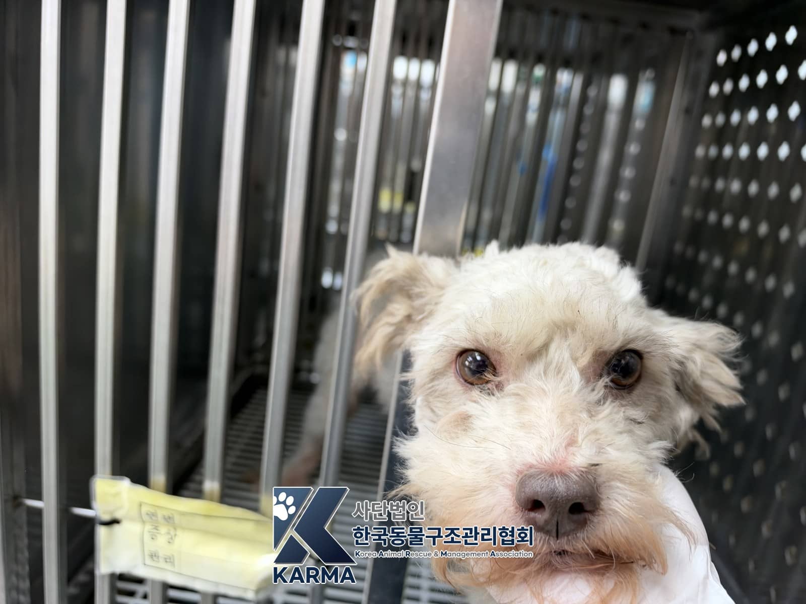 갈색·흰색 믹스견, 암컷 · 6살 추정 · 4.7kg
