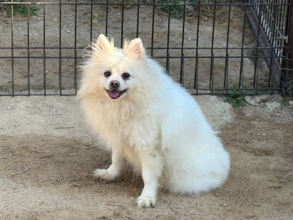 흰색 포메라니안, 성별 확인 중 · 7살 추정 · 8kg