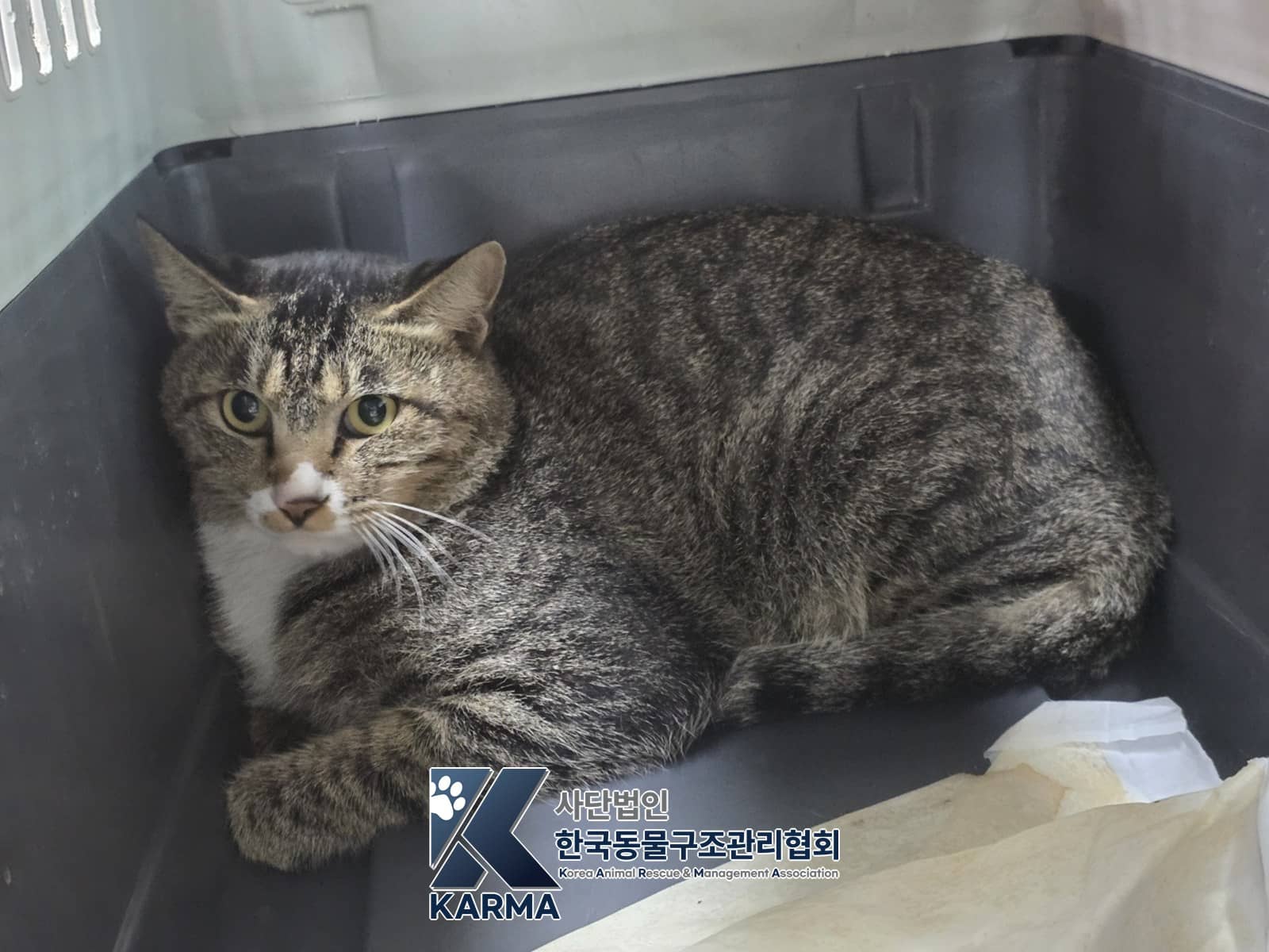 갈색·검정·흰색 한국 고양이, 수컷 · 1살 추정 · 4kg
