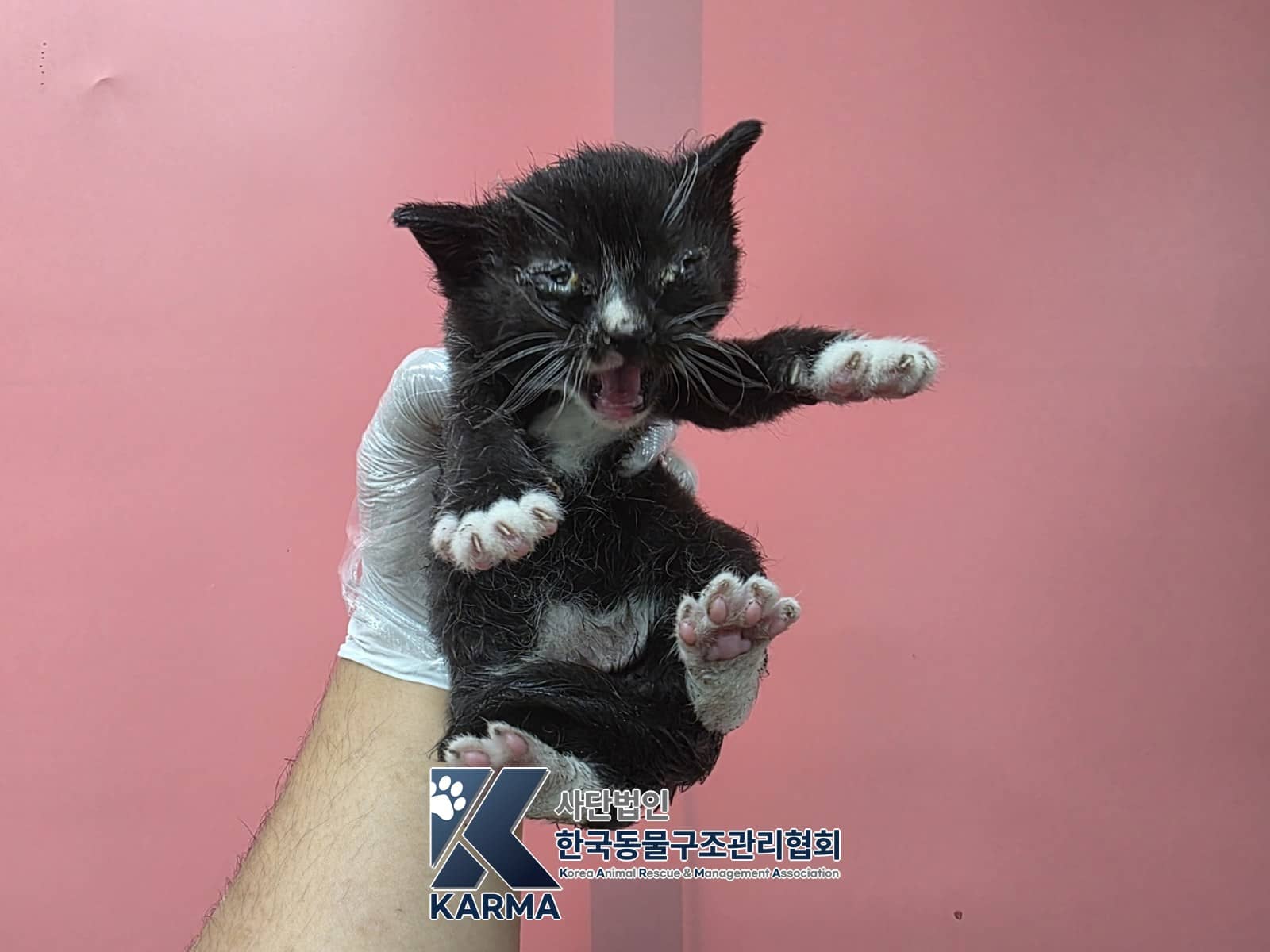 검정·흰색 한국 고양이, 암컷 · 생후 2개월 미만 · 0.44kg
