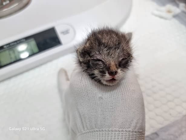 평행·전체·부분줄무늬 한국 고양이, 수컷 · 생후 2개월 미만 · 0.14kg