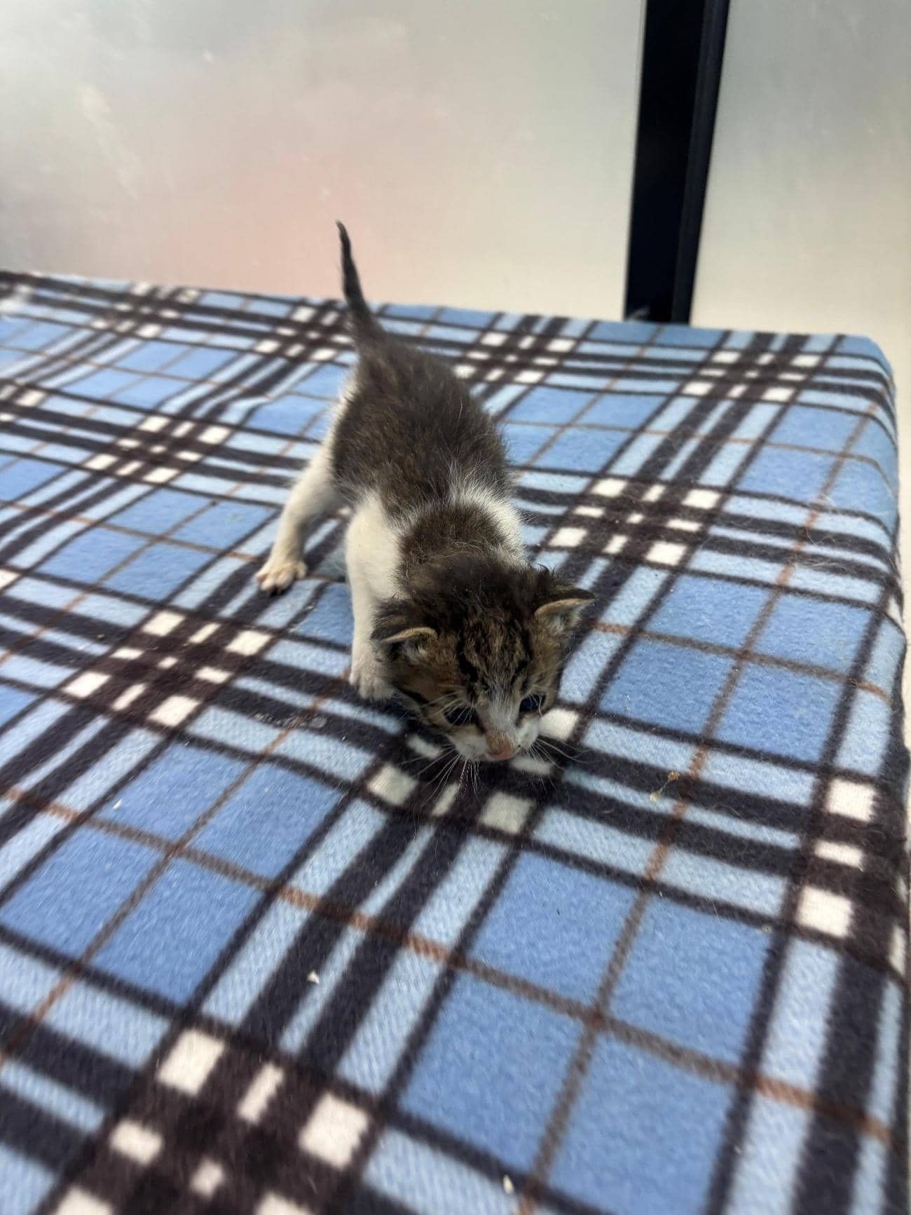 흰색·검은색 얼룩무늬 한국 고양이, 암컷 · 생후 2개월 미만 · 0.2kg
