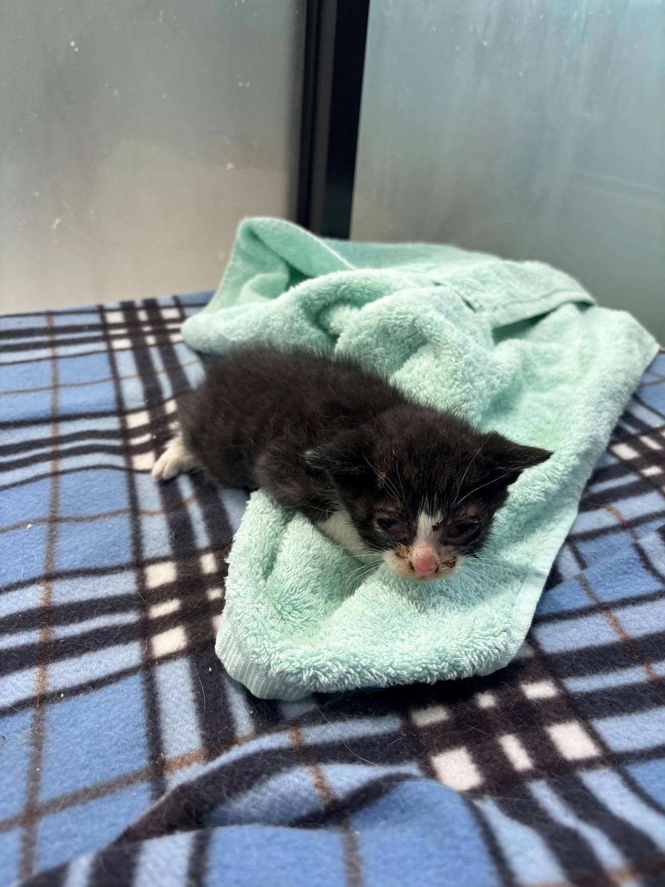 흰색·검은색 얼룩무늬 한국 고양이, 수컷 · 생후 2개월 미만 · 0.2kg