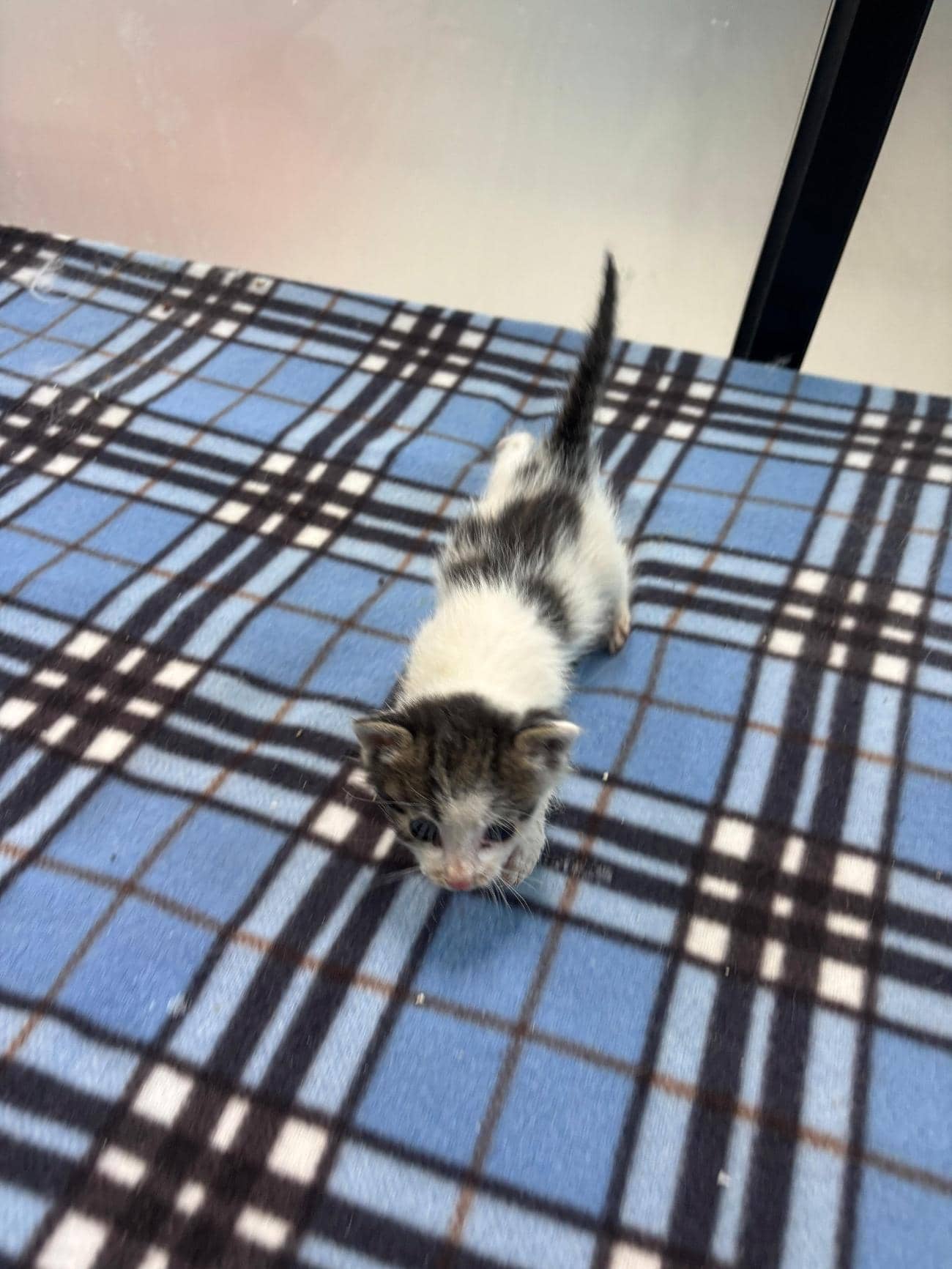 흰색·검은색 얼룩무늬 한국 고양이, 수컷 · 생후 2개월 미만 · 0.2kg