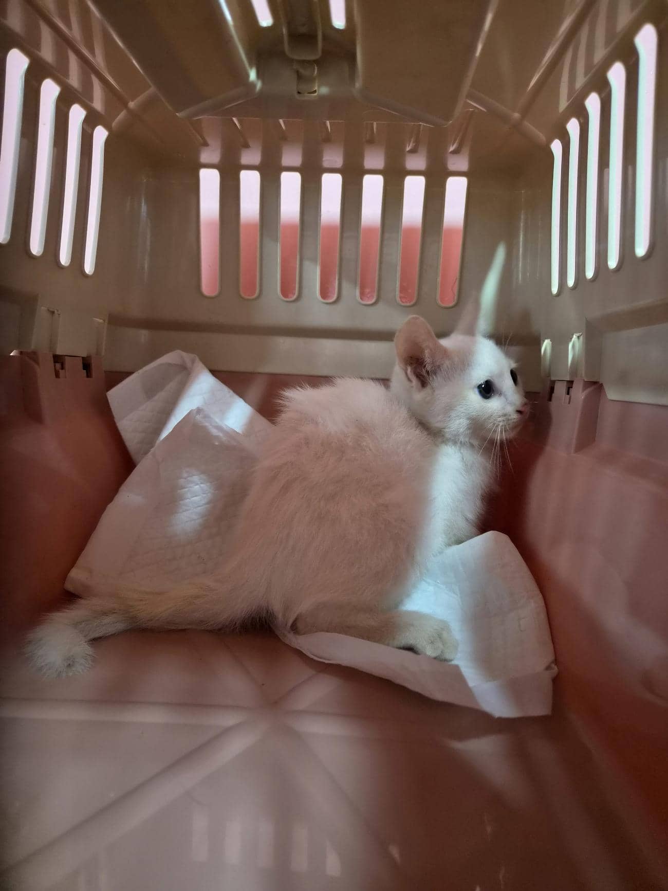 흰색 한국 고양이, 수컷 · 생후 2개월 미만 · 0.5kg