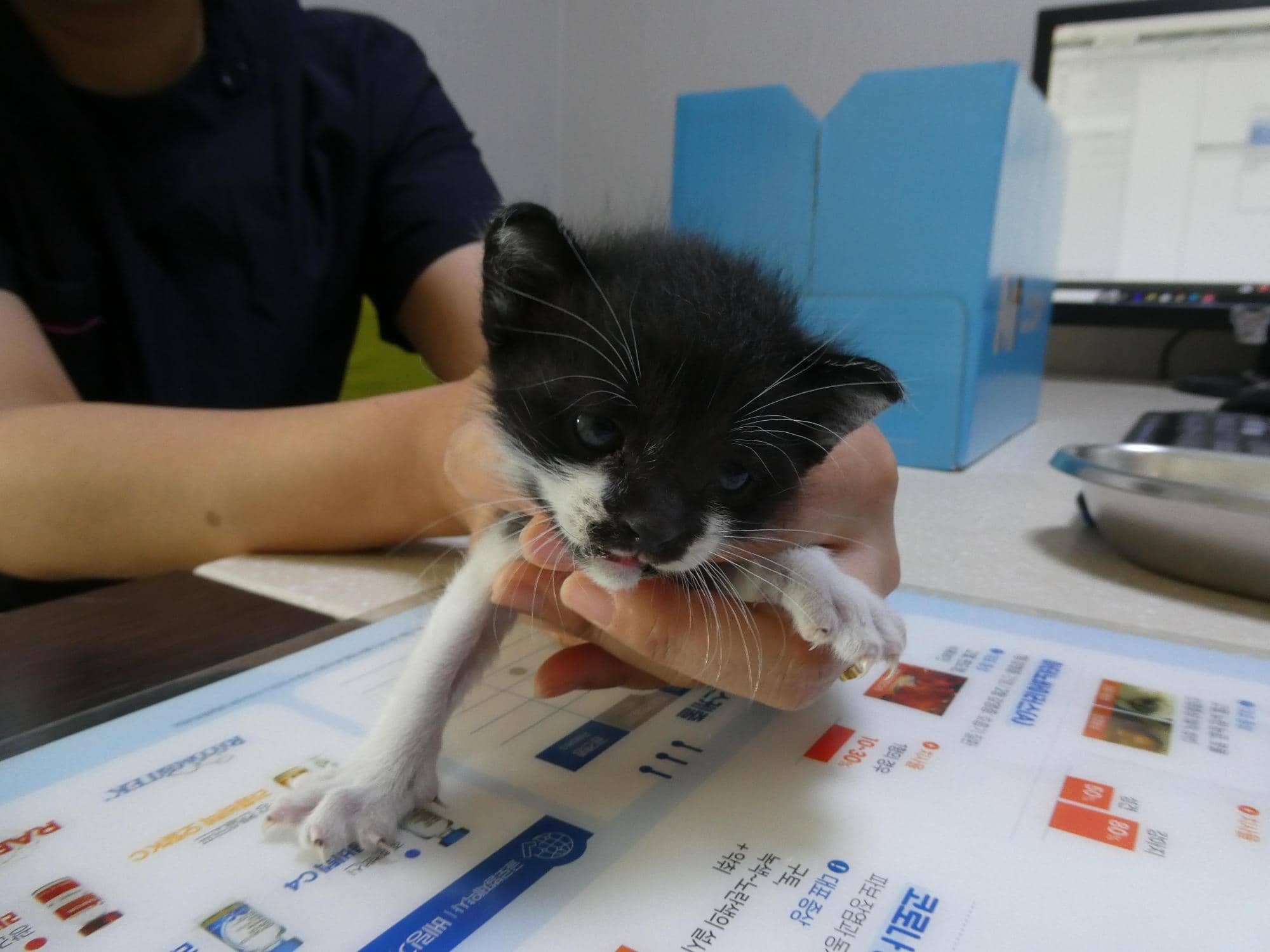 흰색·검정 한국 고양이, 수컷 · 생후 2개월 미만 · 0.28kg