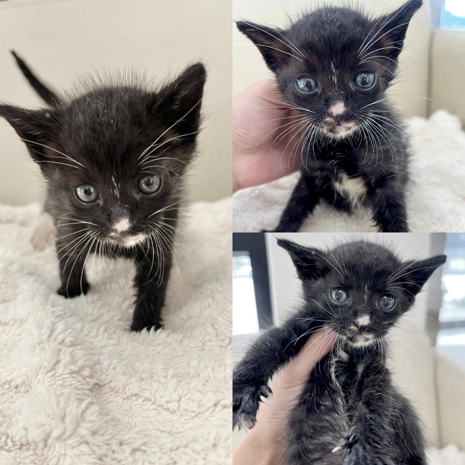 검정·흰색 한국 고양이, 성별 확인 중 · 생후 2개월 미만 · 0.4kg