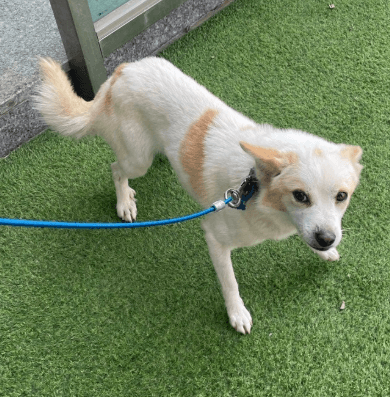 갈색·흰색 믹스견, 수컷 · 4살 추정 · 6.7kg
