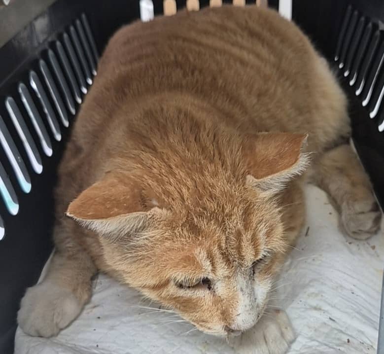 갈백색 한국 고양이, 수컷 · 9살 추정 · 7.7kg