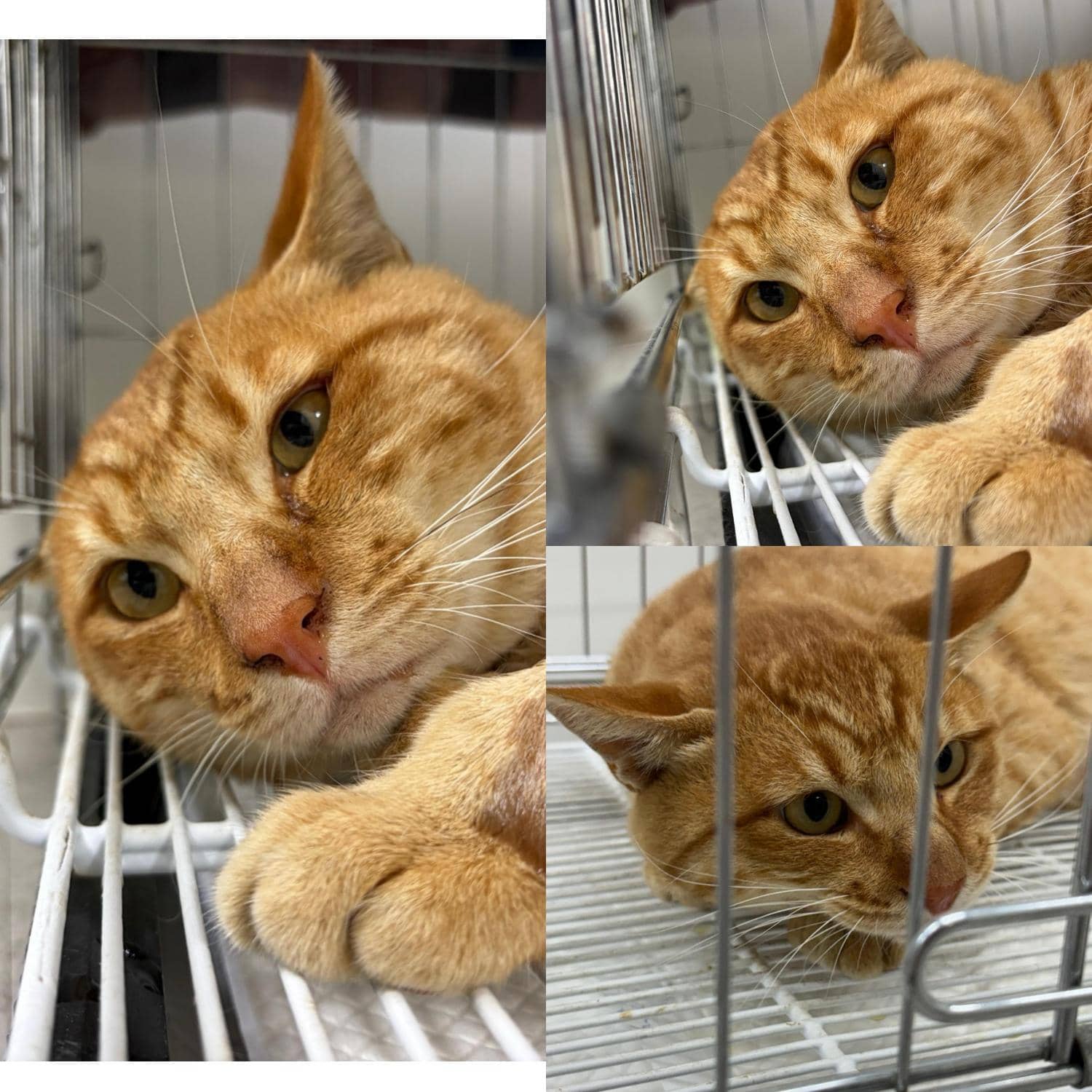 평행·전체·부분줄무늬 한국 고양이, 수컷 · 3살 추정 · 5.5kg
