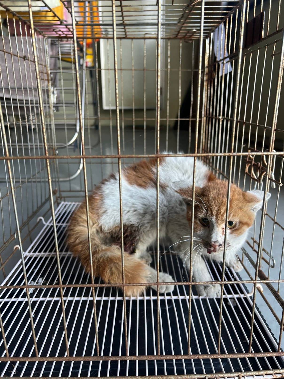레몬색·흰색 한국 고양이, 수컷 · 1살 미만 추정 · 1.5kg