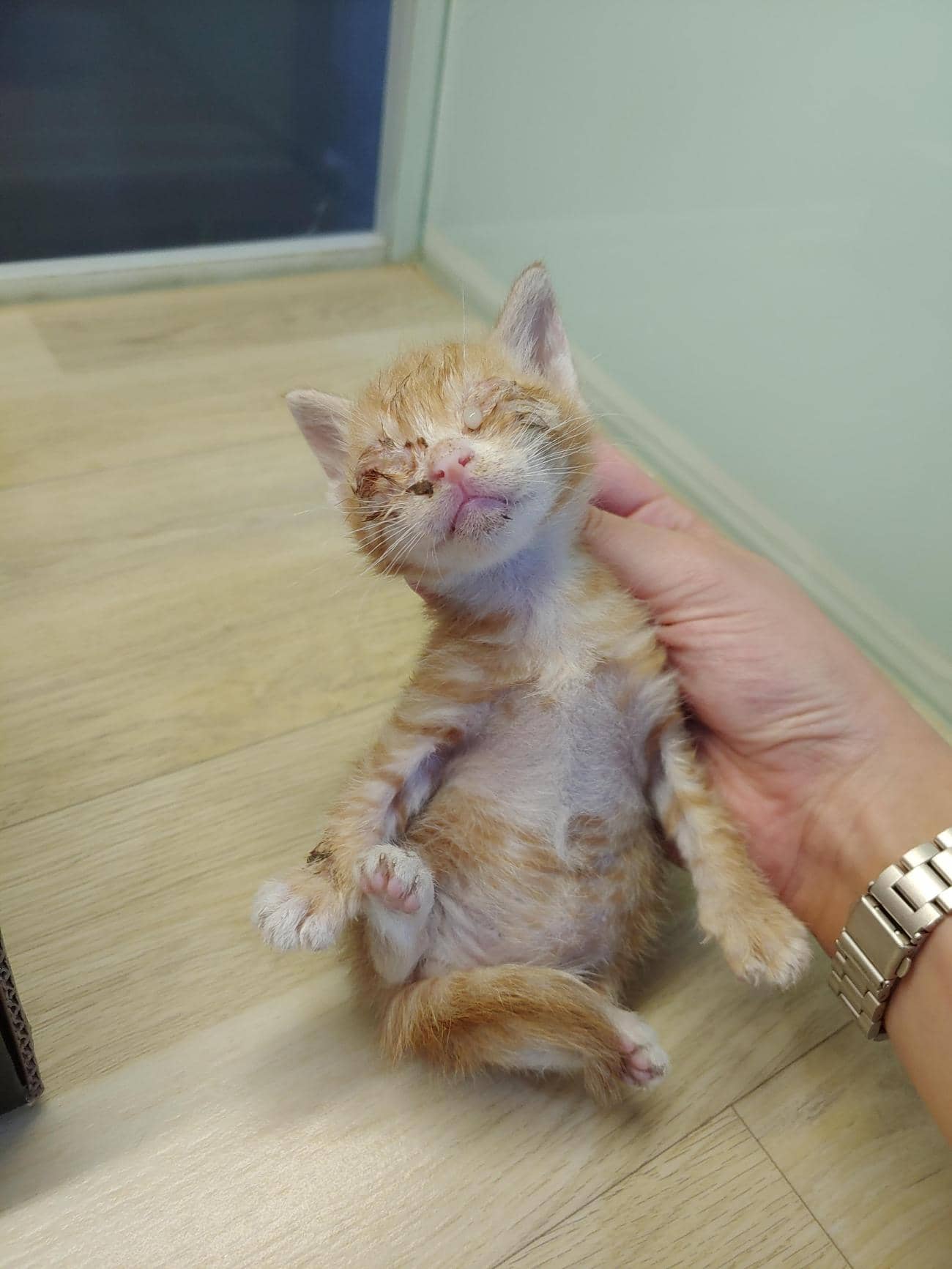치즈 한국 고양이, 암컷 · 생후 2개월 미만 · 0.25kg
