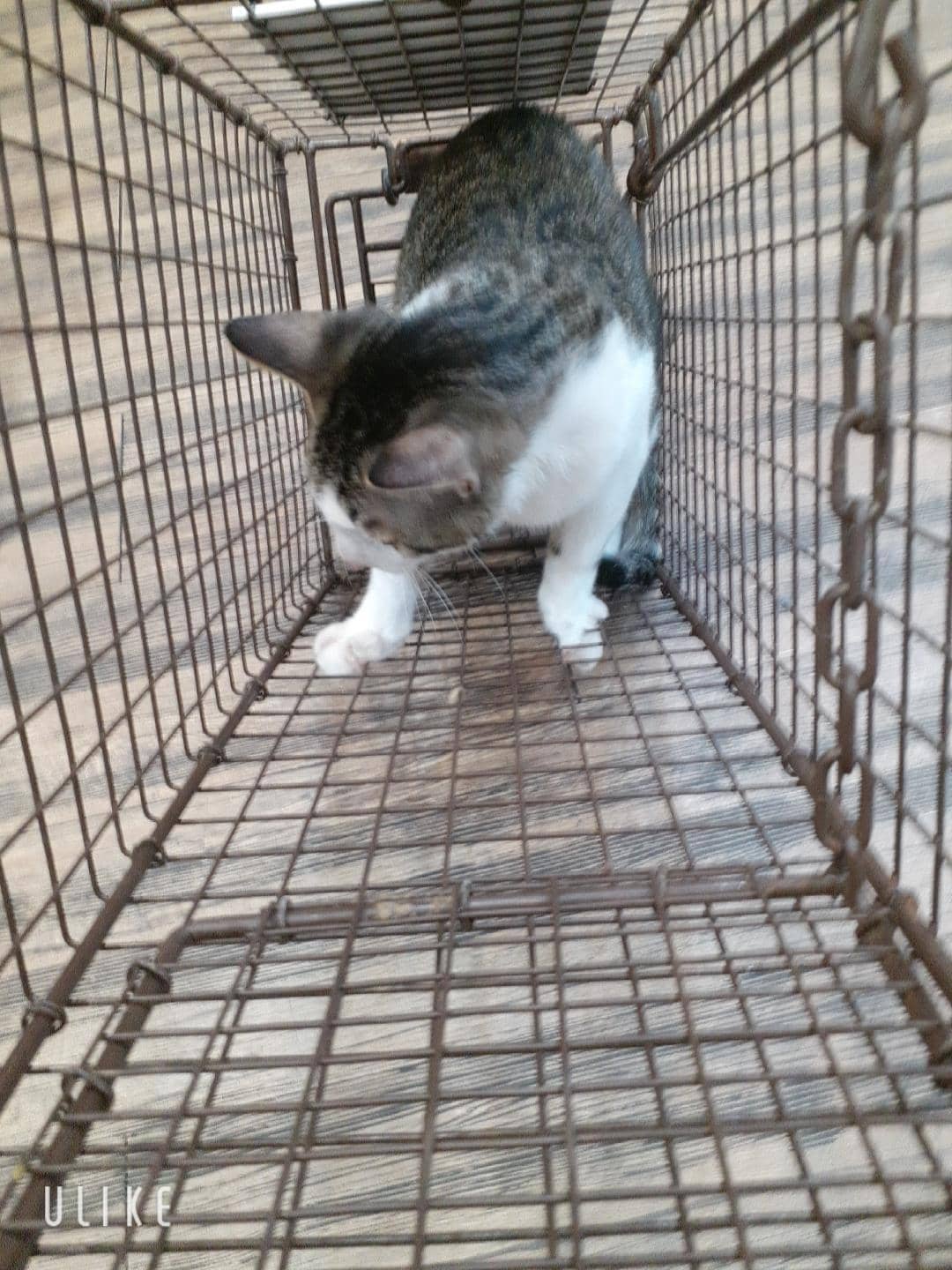 검은색흰색황토색 한국 고양이, 수컷 · 3살 추정 · 3.5kg