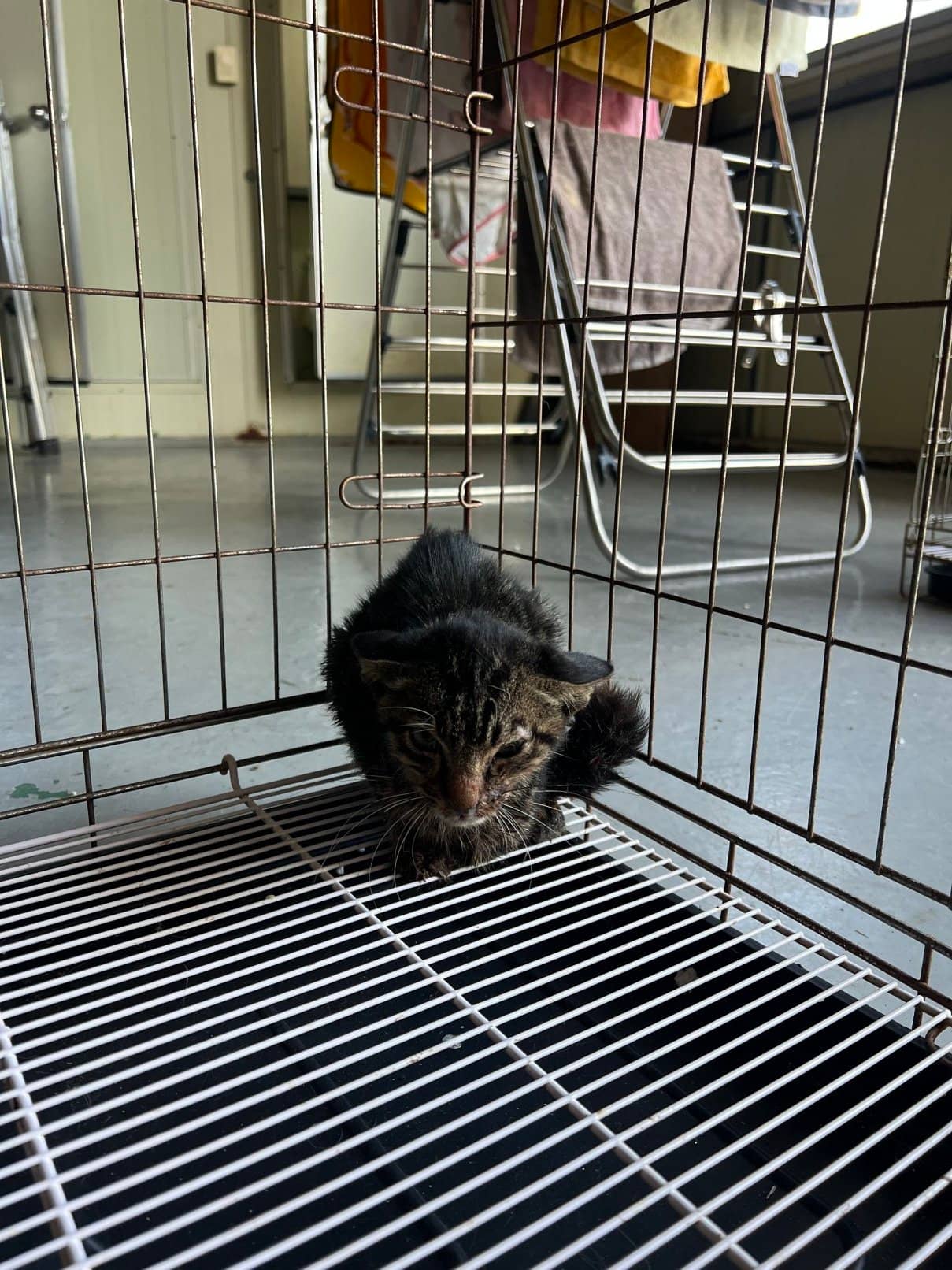 검정색 한국 고양이, 성별 확인 중 · 1살 미만 추정 · 0.4kg