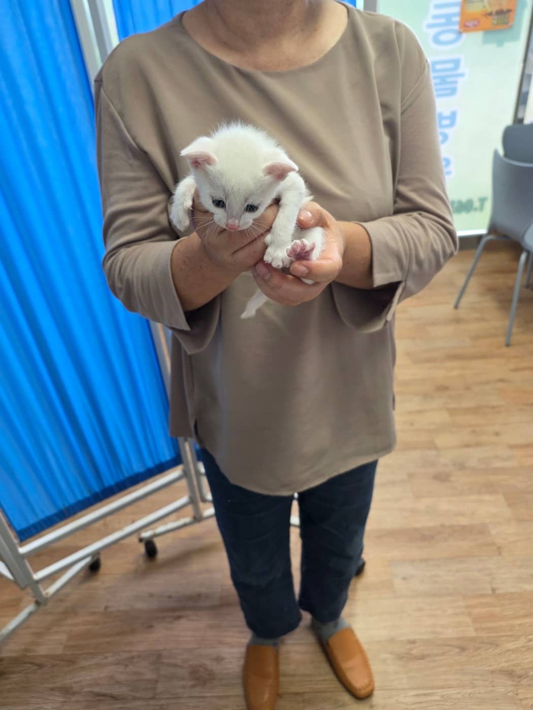 흰색 믹스묘, 성별 확인 중 · 생후 2개월 미만 · 0.2kg