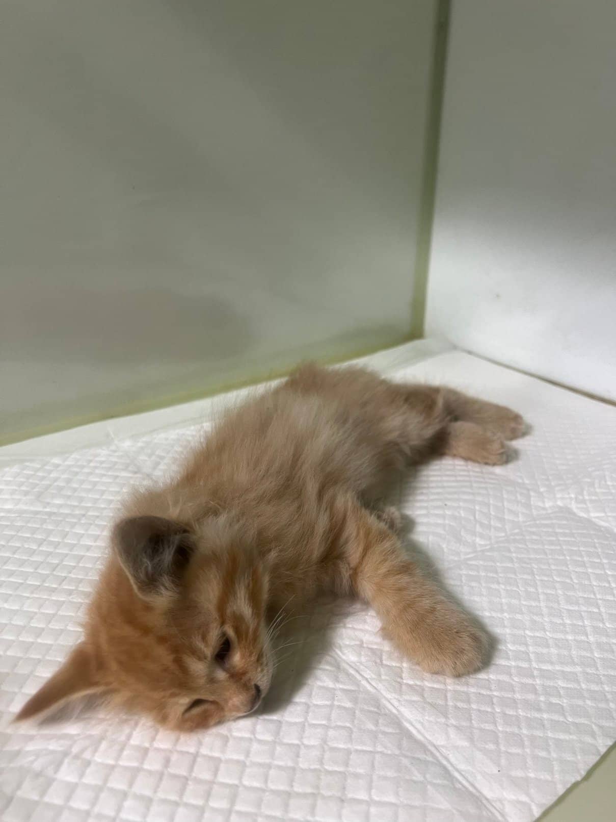 레몬색·흰색 한국 고양이, 성별 확인 중 · 1살 미만 추정 · 0.45kg