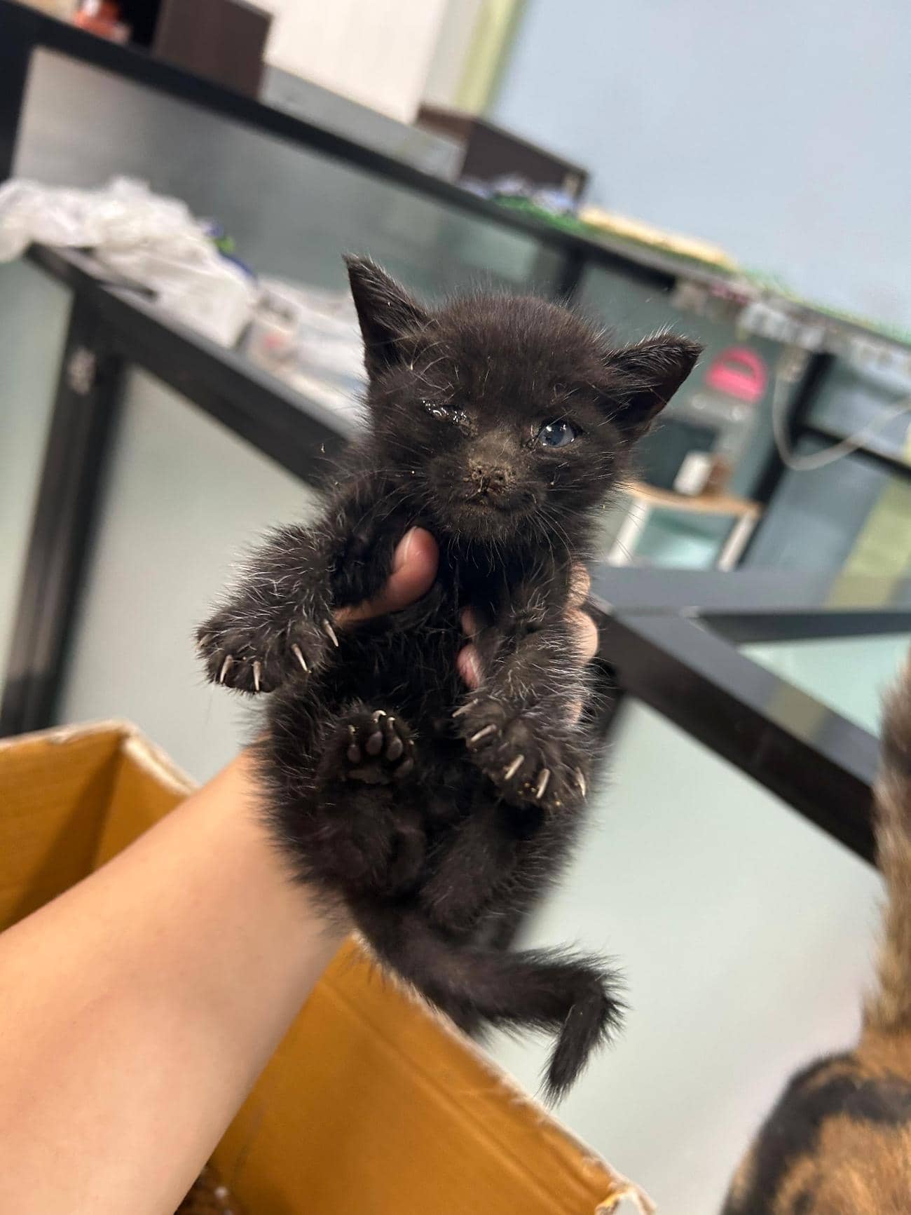 검정색 한국 고양이, 수컷 · 생후 2개월 미만 · 0.2kg