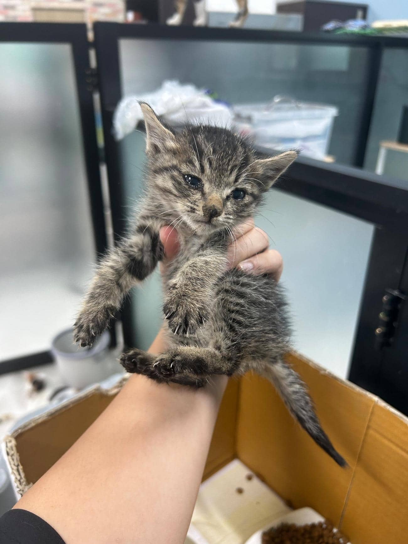 평행·전체·부분줄무늬 한국 고양이, 암컷 · 생후 2개월 미만 · 0.2kg