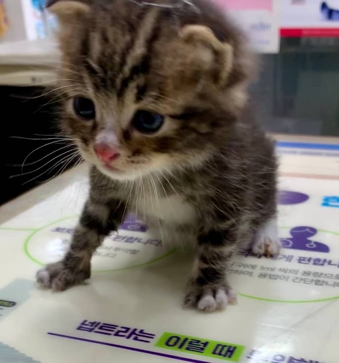 평행·전체·부분줄무늬 한국 고양이, 수컷 · 생후 2개월 미만 · 0.4kg