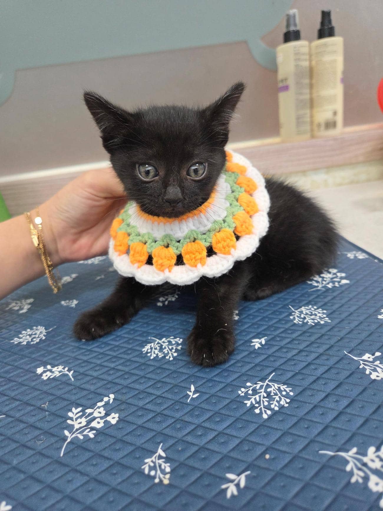 검정색 한국 고양이, 수컷 · 생후 2개월 미만 · 0.6kg