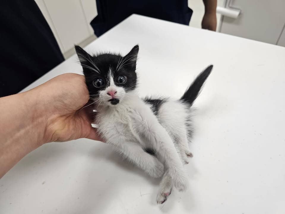 흰색·검은색 얼룩무늬 한국 고양이, 수컷 · 생후 2개월 미만 · 0.48kg