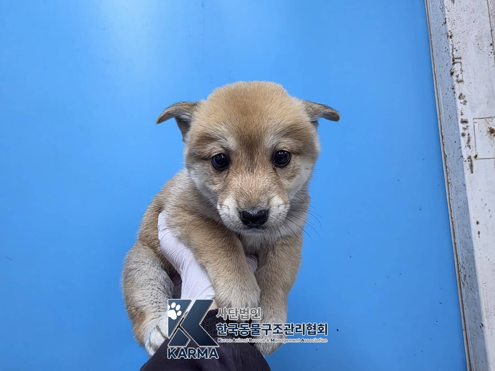 갈색 믹스견, 암컷 · 1살 미만 추정 · 1.6kg
