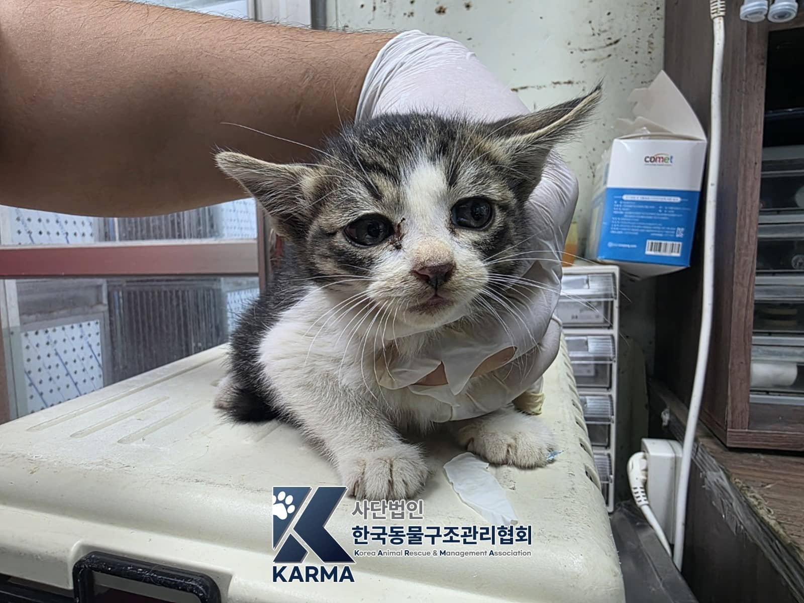 평행·전체·부분줄무늬 한국 고양이, 암컷 · 1살 미만 추정 · 0.47kg