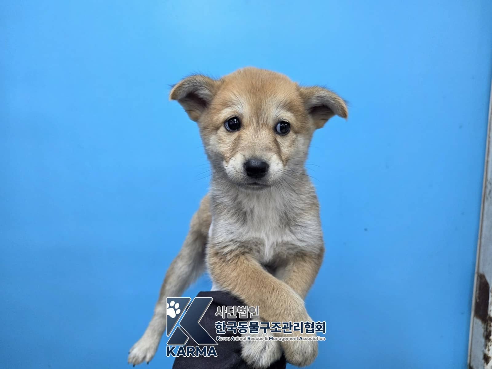 갈색 믹스견, 암컷 · 1살 미만 추정 · 1.7kg