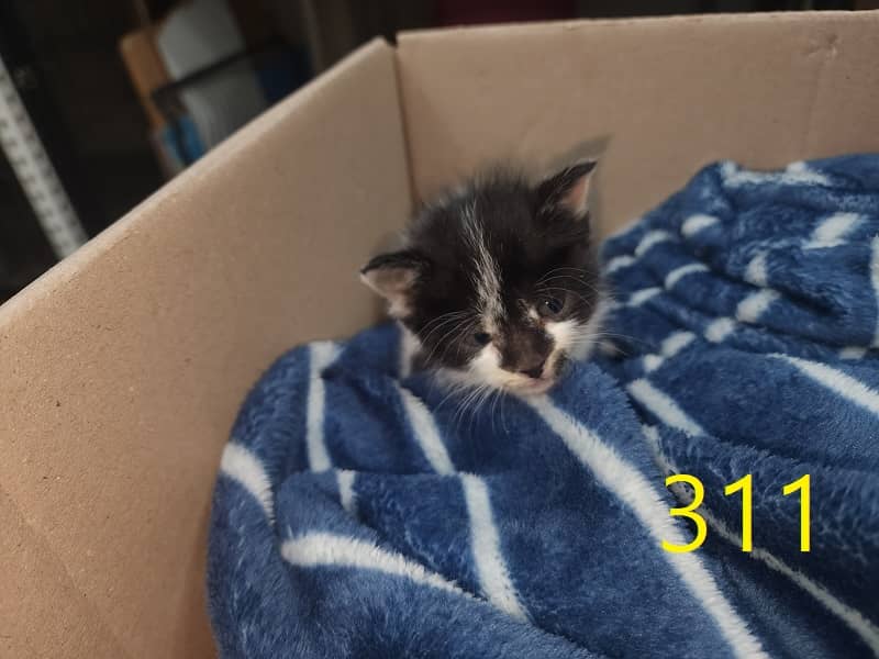 흰색·검은색 얼룩무늬 한국 고양이, 수컷 · 생후 2개월 미만 · 0.3kg