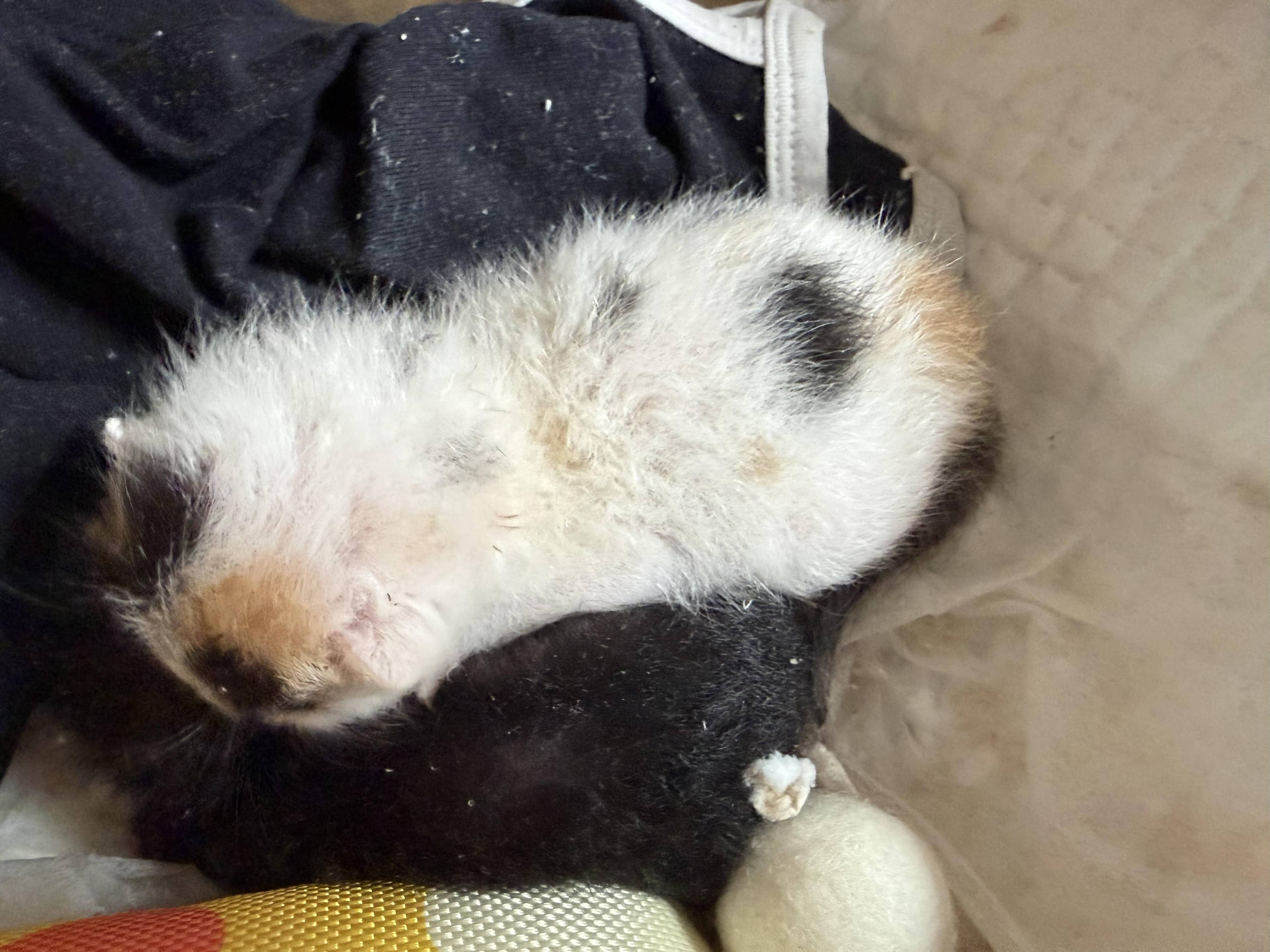 황검흰색 한국 고양이, 암컷 · 1살 미만 추정 · 0.3kg