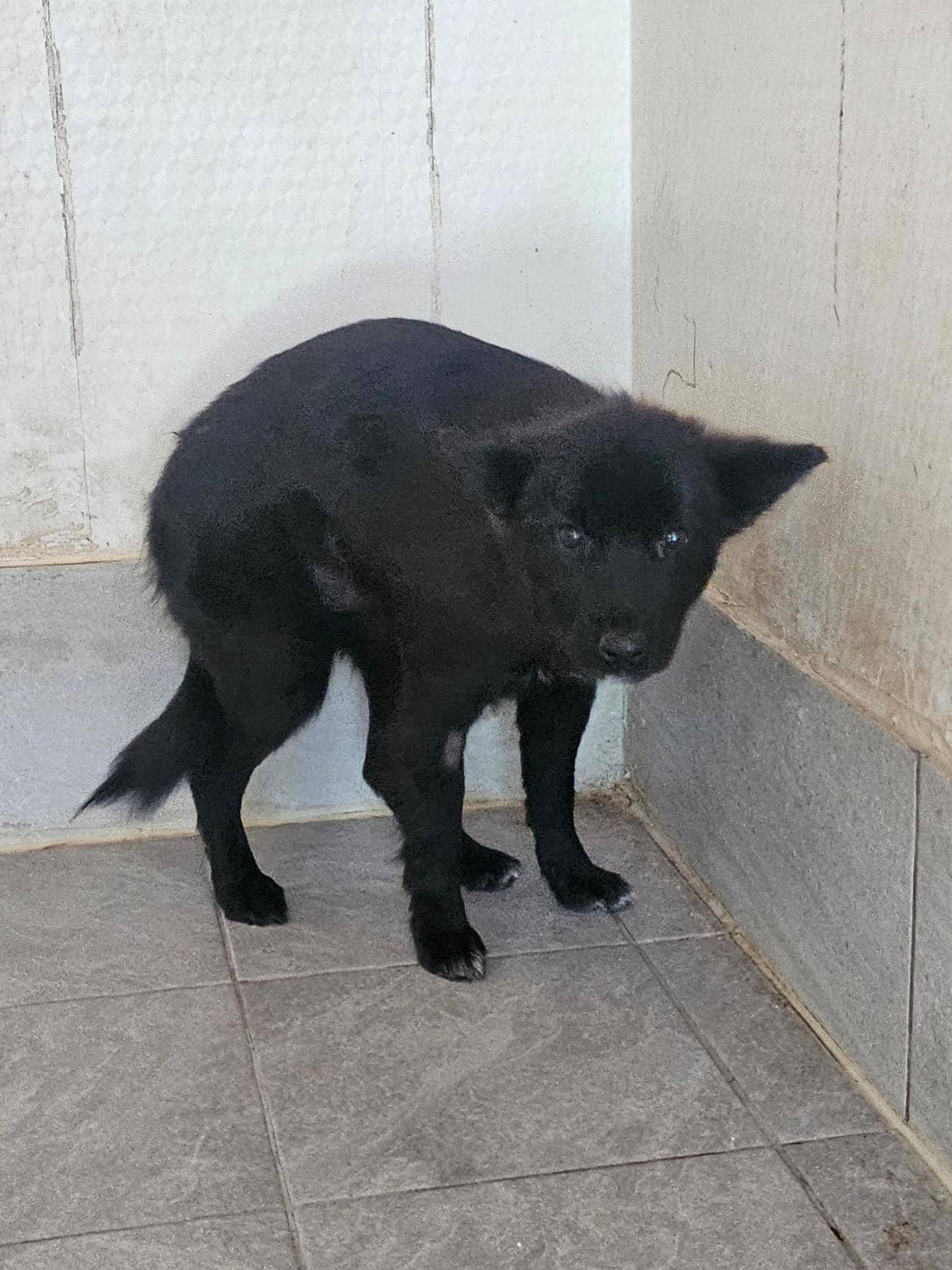 검정색 믹스견, 수컷 · 2살 추정 · 11kg