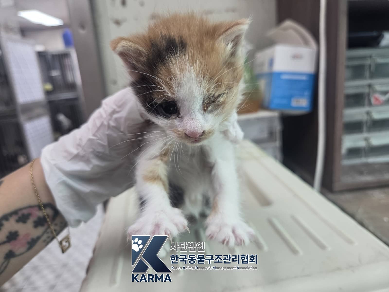 검은색흰색황토색 한국 고양이, 암컷 · 생후 2개월 미만 · 0.25kg