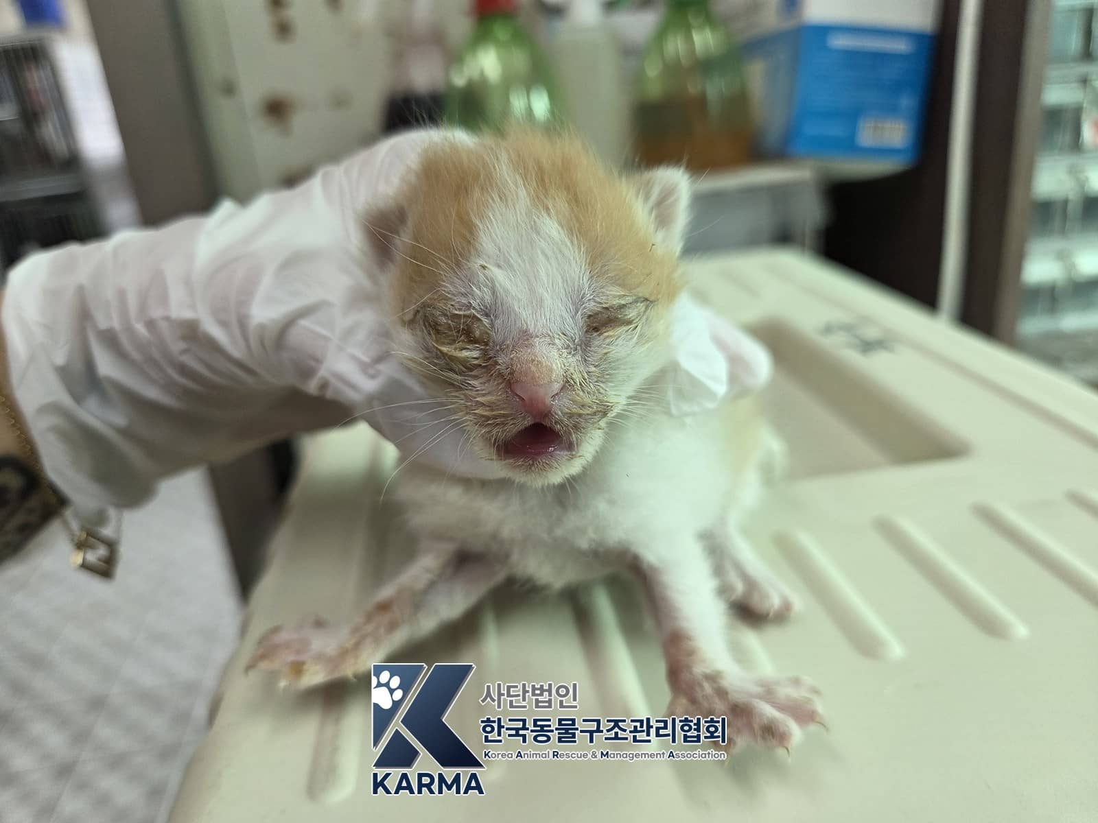 레몬색·흰색 한국 고양이, 수컷 · 생후 2개월 미만 · 0.17kg