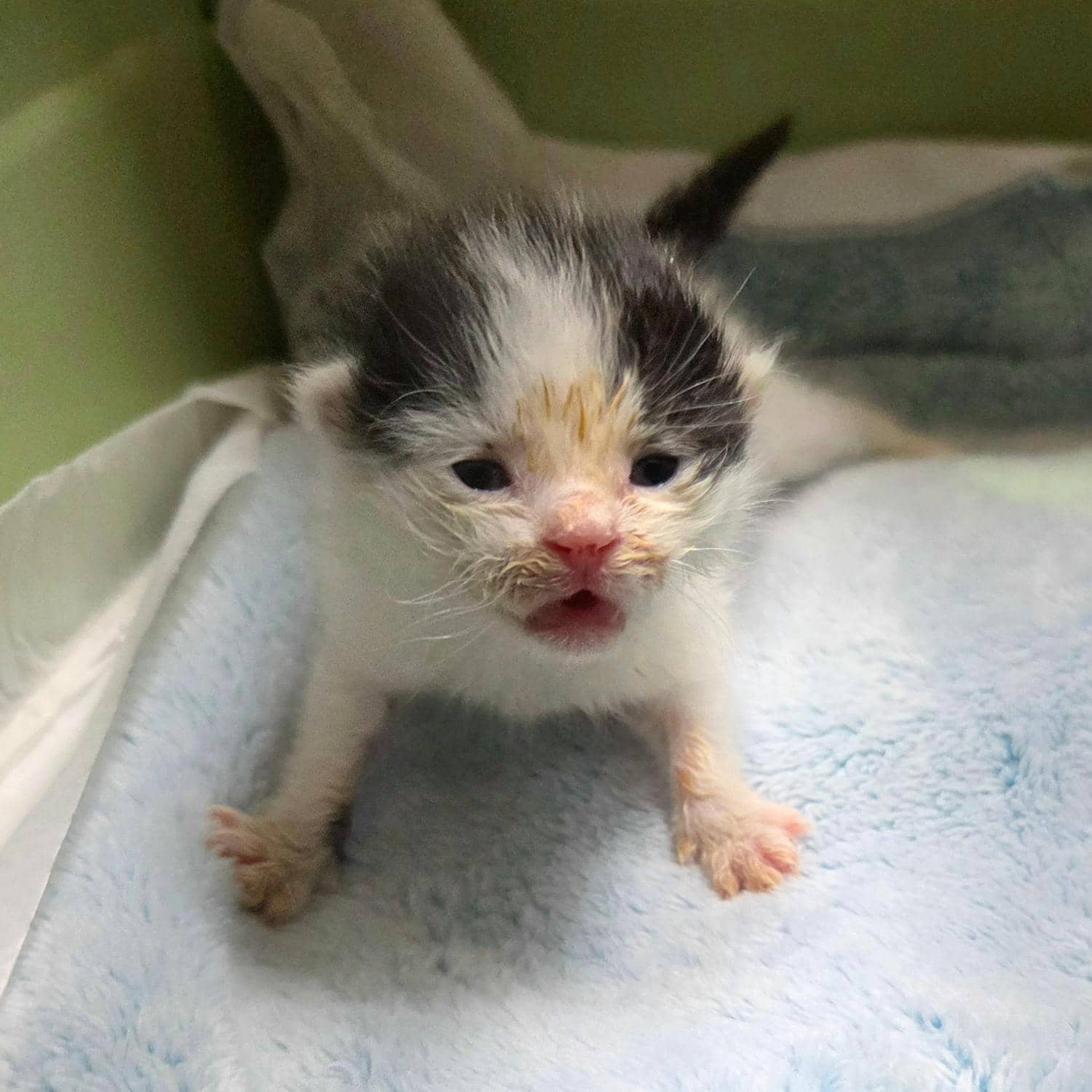 흰색·검은색 얼룩무늬 한국 고양이, 수컷 · 1살 미만 추정 · 0.13kg