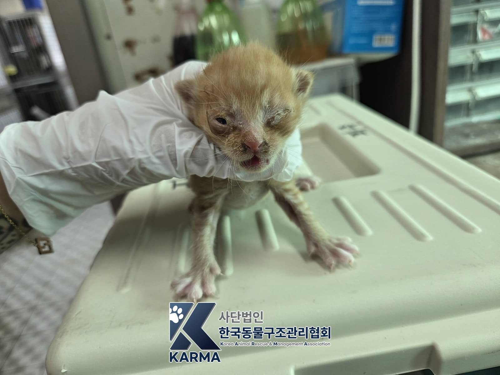 레몬색·흰색 한국 고양이, 수컷 · 생후 2개월 미만 · 0.16kg