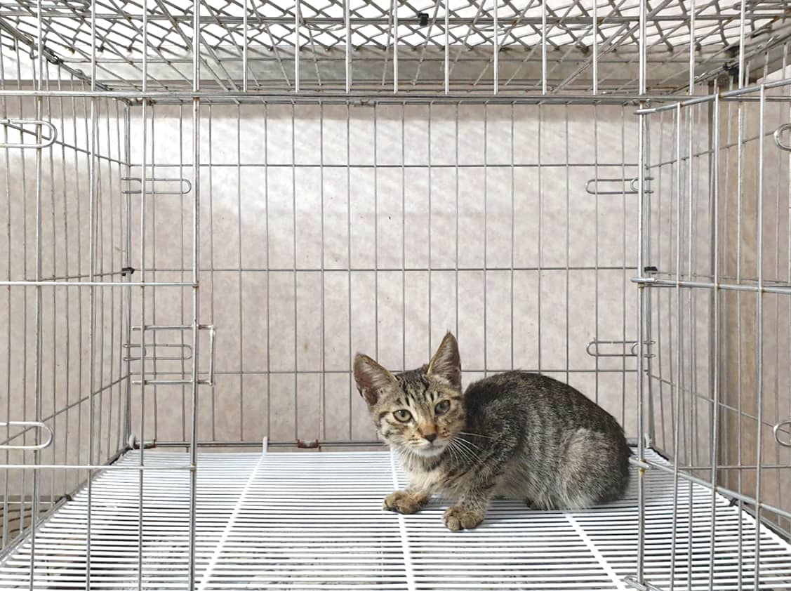 평행·전체·부분줄무늬 한국 고양이, 수컷 · 1살 미만 추정 · 1.3kg
