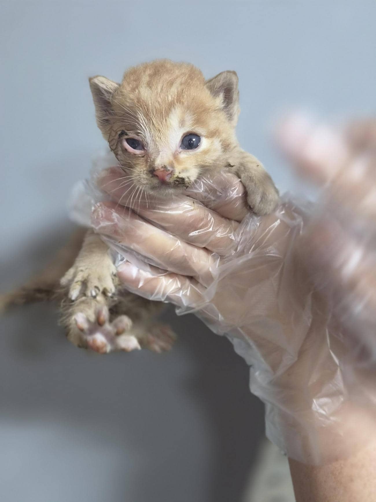 평행·전체·부분줄무늬 한국 고양이, 수컷 · 생후 2개월 미만 · 0.2kg