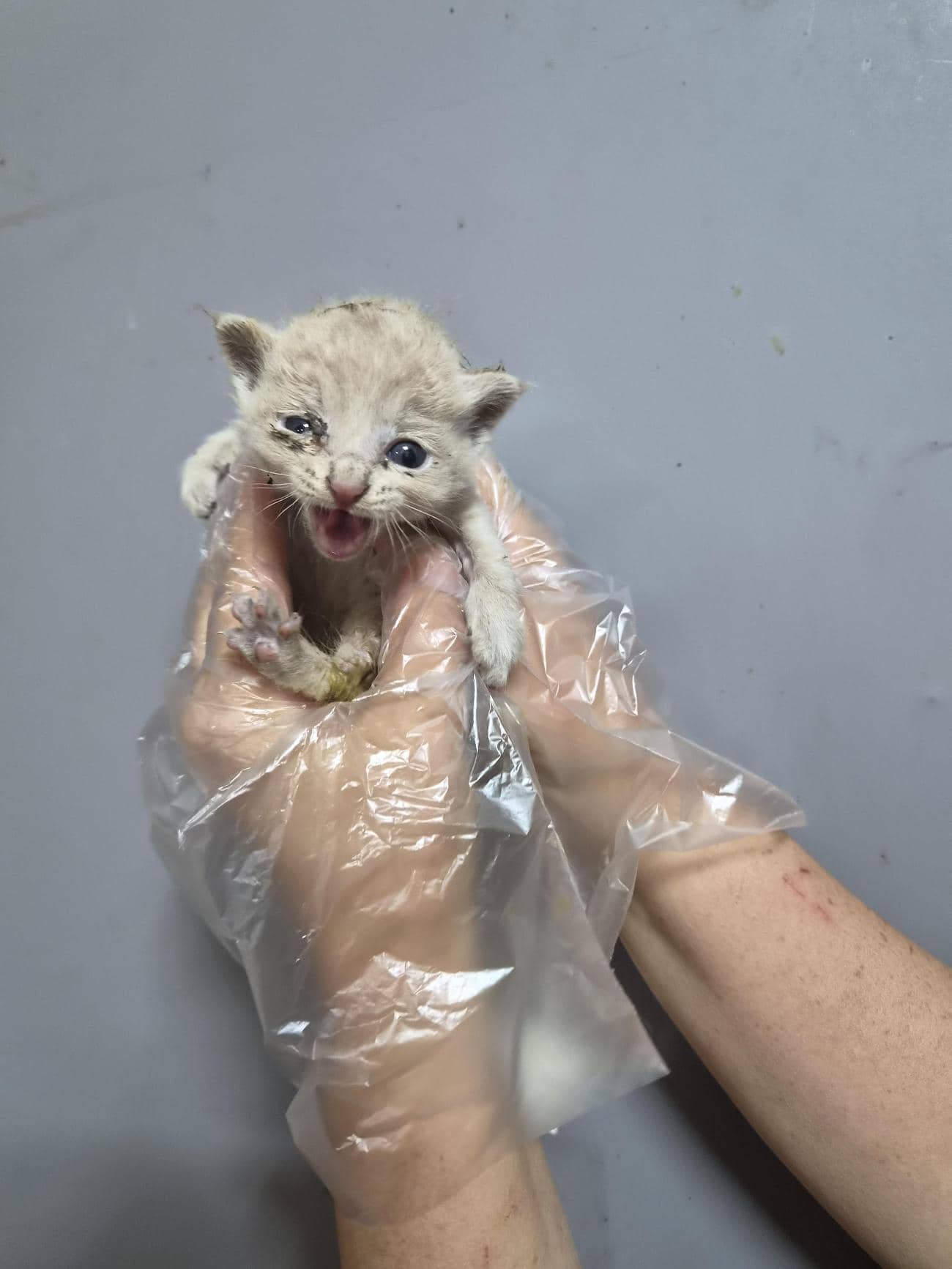 베이지색 한국 고양이, 암컷 · 생후 2개월 미만 · 0.16kg