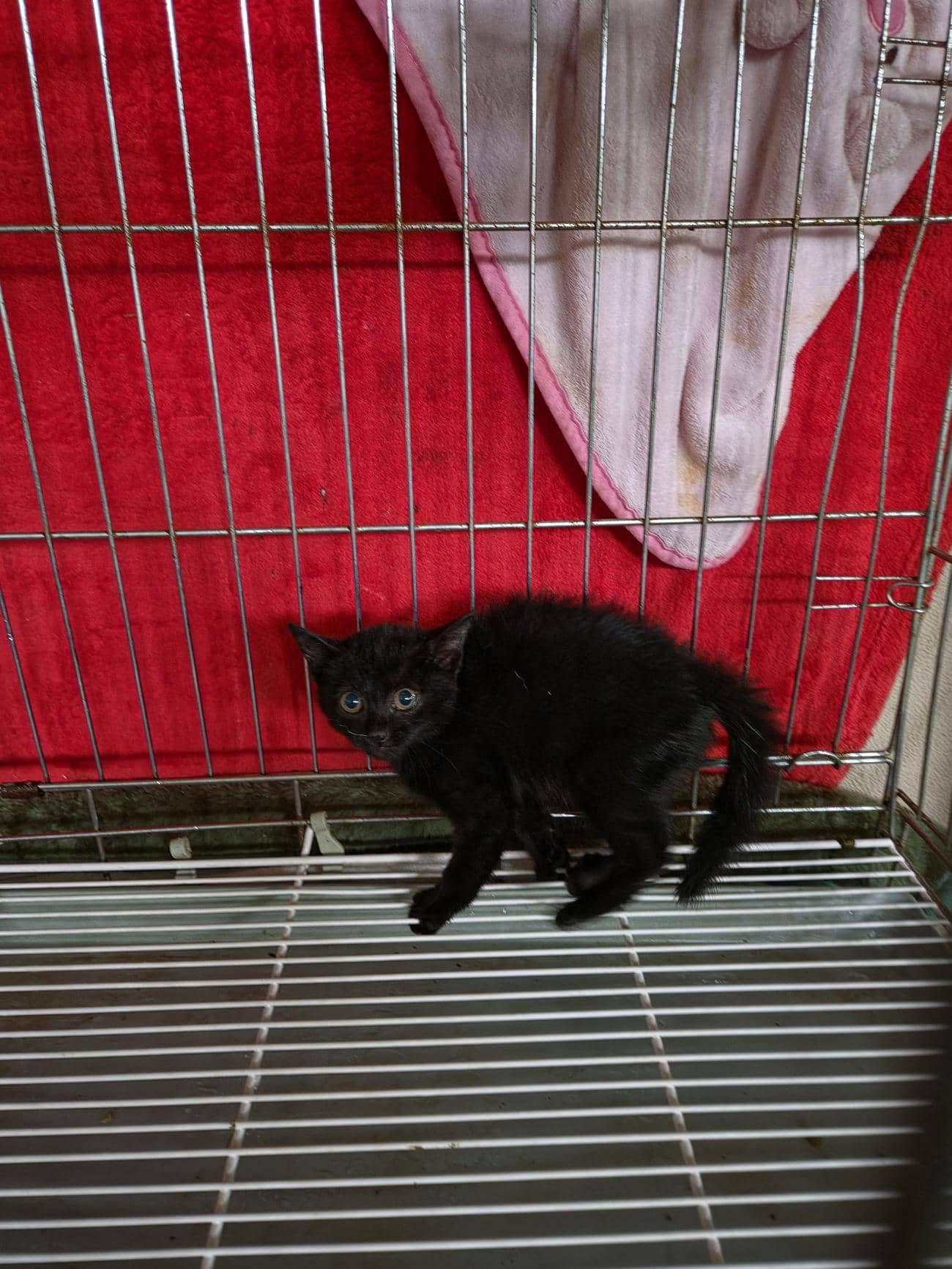 검정색 한국 고양이, 성별 확인 중 · 생후 2개월 미만 · 0.5kg
